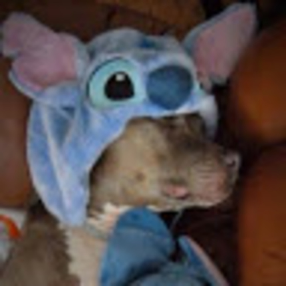 Meet your Posher, Shia